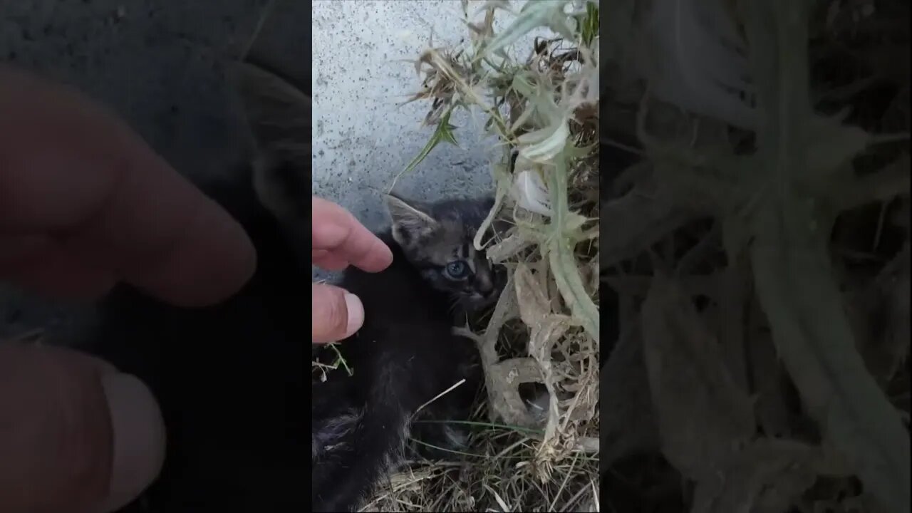 Бессердечный человек бросил котенка на пустой улице