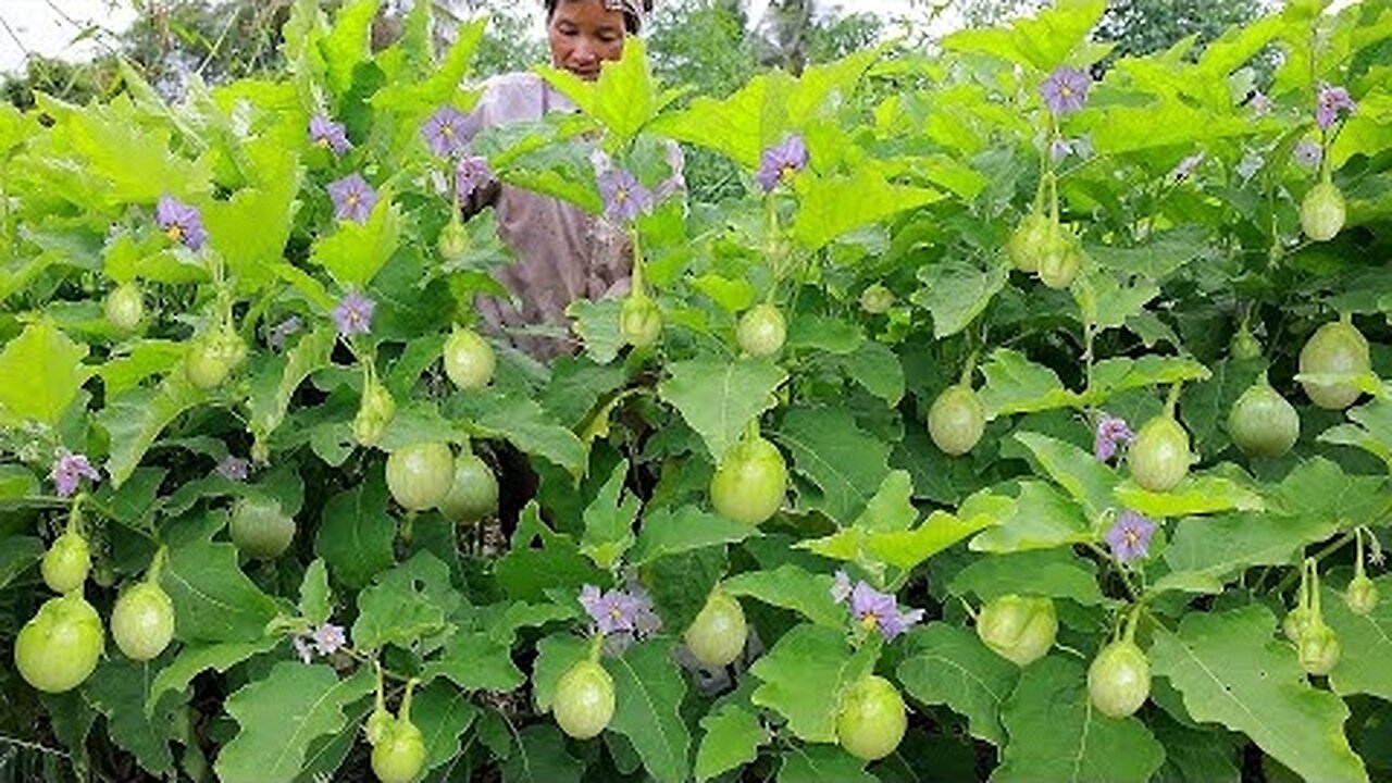 Very Testing & Delicious Fruit😋