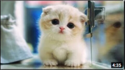 Funny Pets Compilation - Part 9