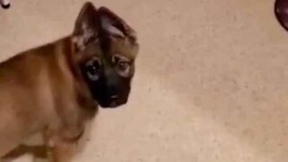 Dog invents her very own indoor water slide!