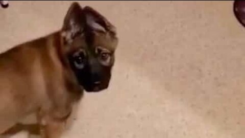 Dog invents her very own indoor water slide!