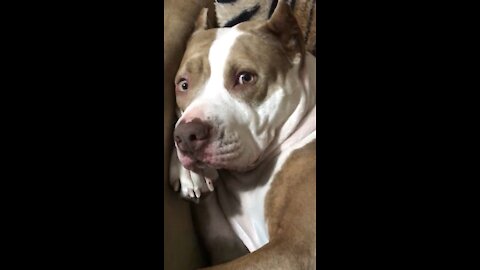 Funny dog video 2021