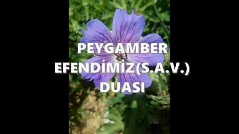 PERŞEMBE GÜNÜ EVRADI / PEYGAMBERİM(S.A.V.)'İN DUASI