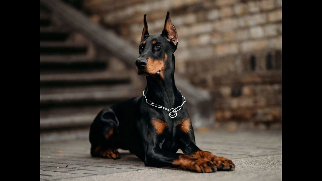 Perfect Guard Dog Training - Step by Step