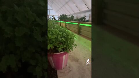 #greenhouse 💡🌱 🕺🏻 #winter #homesteader #greenhouselife #ledlights #amazon #crazy #saskatchewan