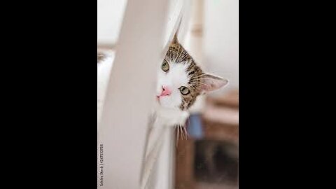 Funniest Cats And Dogs Videos 😁 - Best Funny Animal Videos 🥰