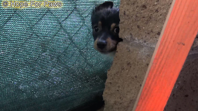 Children Try To Save These Puppies While Their Mom Was Looking For Food