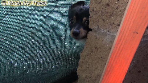 Children Try To Save These Puppies While Their Mom Was Looking For Food