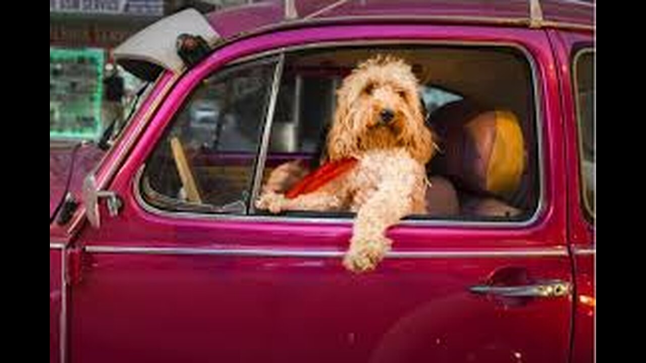 New Funny Animals π Funniest Cats and Dogs Videos πΊπΆ