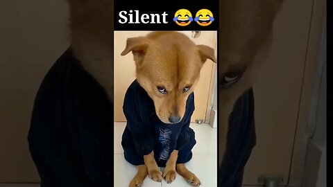 Silent Dog 🤣🤣🤣🤣