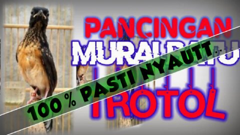 Pancingan MURAI BATU TROTOL..100% Pasti Nyautt