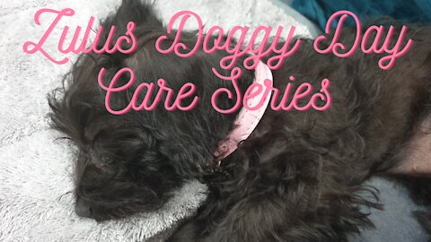 Zulu the Doxiepoo - Doggy Day Care Series: 5