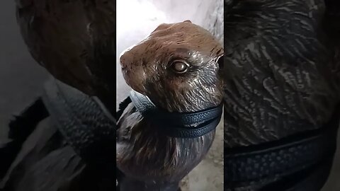 #viral #animalsvideo #shorts