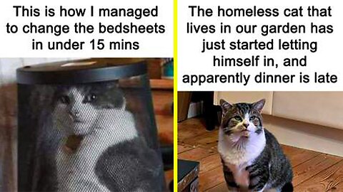 Funny Pictures and Memes Showing Cats Being Total Jerks