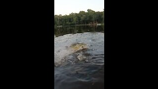 Largemouth Bass Attacking Bluegill in the air