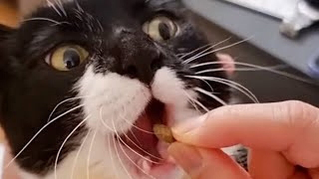 Super Hungry Cat 🤣 | FUNNIEST Pets Of The Month