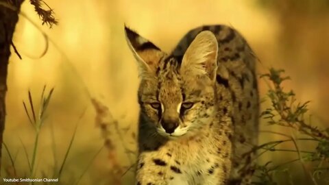 10 Cutest Exotic Animals In The World