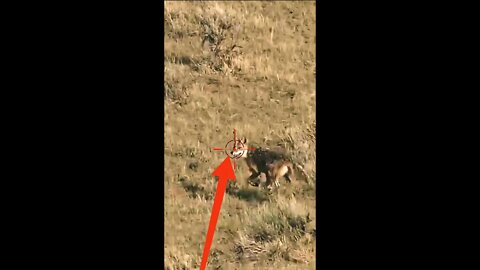 Hunting Coyotes #shorts #dogs #animals #hunter #113