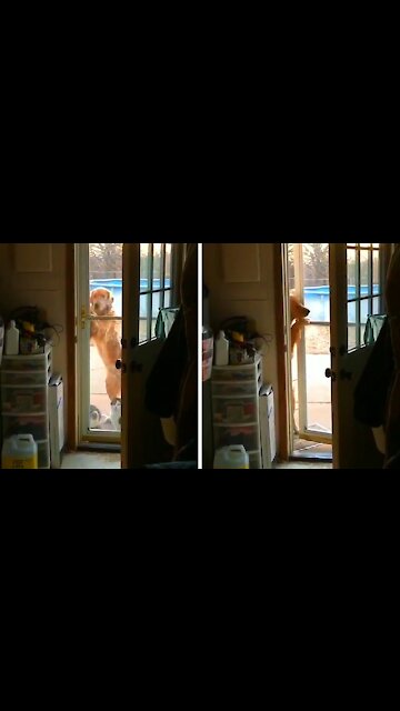Dog opens the door of the house and manages to enter the house