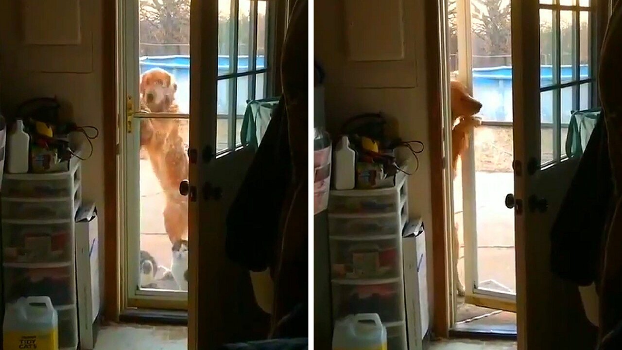 Dog opens the door of the house and manages to enter the house