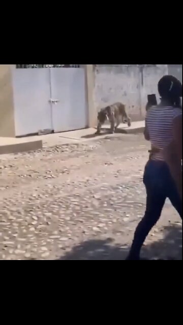 BENGAL TIGER ESCAPES🇲🇽🏘️🚏🐅📸ROAMS STREET IN MEXICAN TOWN🇲🇽🏘️🐅🚏💫