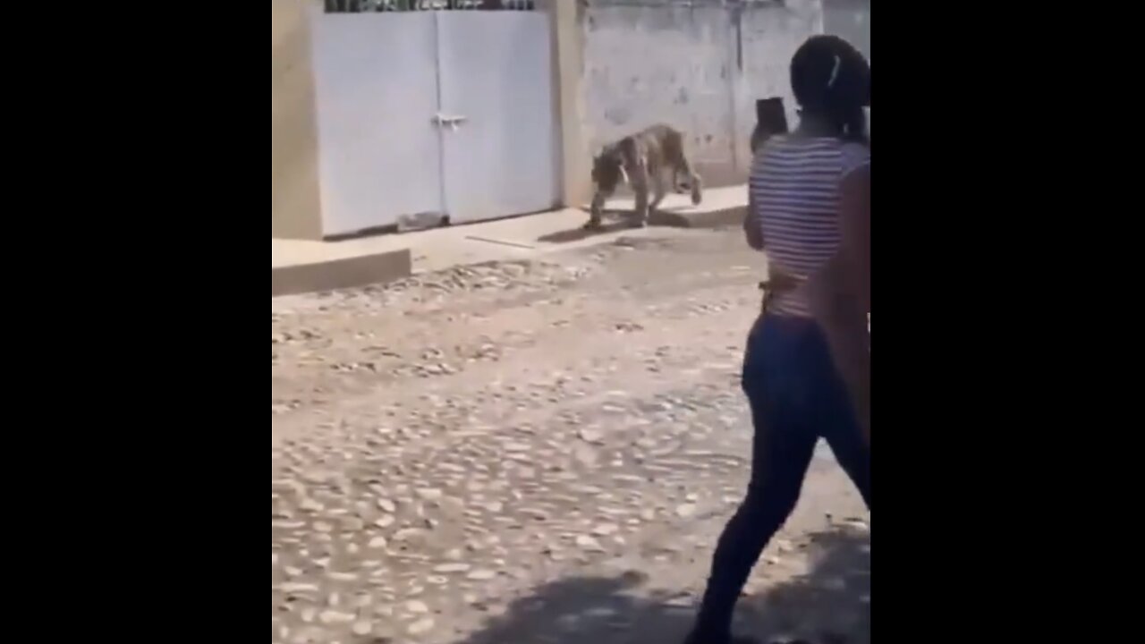 BENGAL TIGER ESCAPES🇲🇽🏘️🚏🐅📸ROAMS STREET IN MEXICAN TOWN🇲🇽🏘️🐅🚏💫