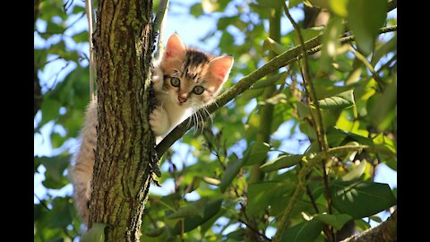 Kitten just went out to play for a while before going to sleep