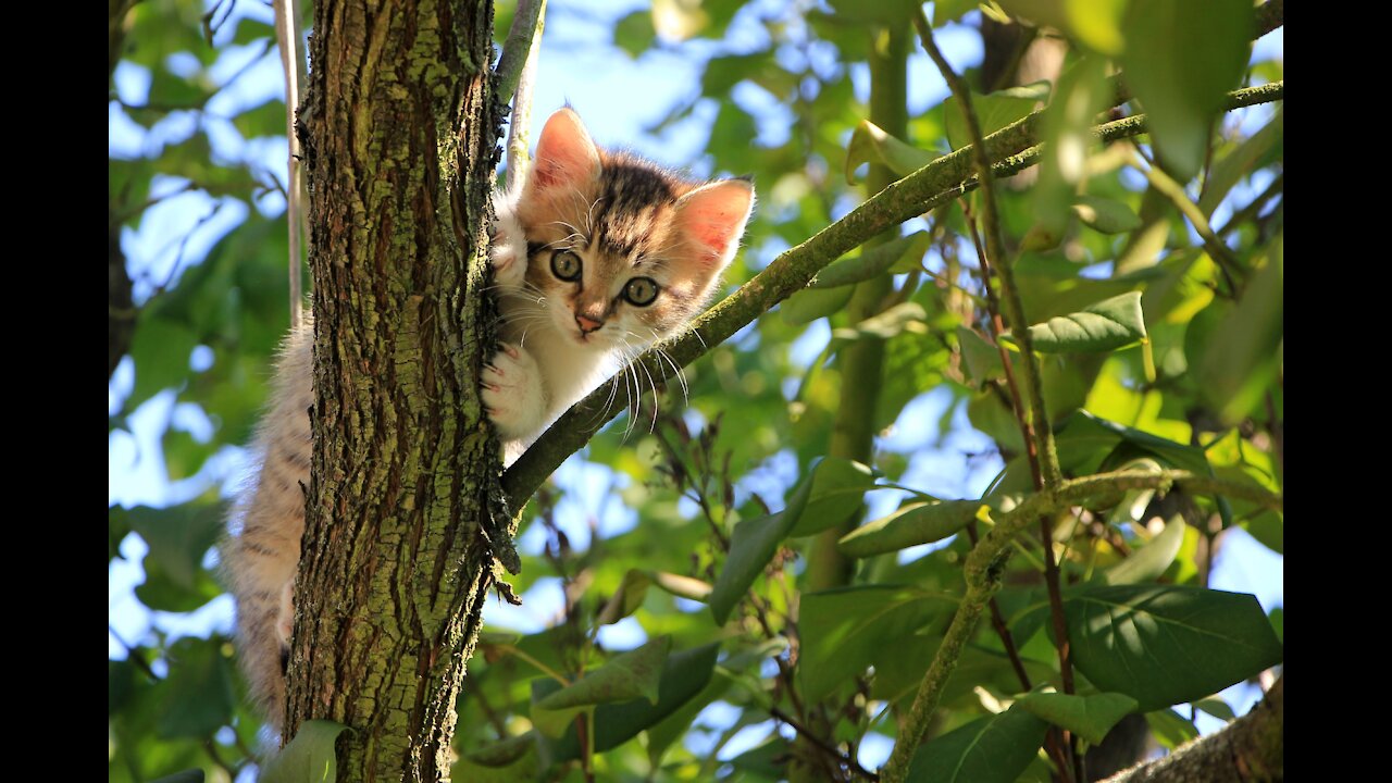 Kitten just went out to play for a while before going to sleep