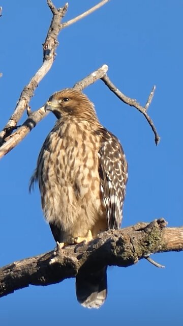 Red-shouldered Hawk Juvenile🐦Wake And Preen