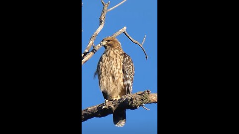 Red-shouldered Hawk Juvenile🐦Wake And Preen