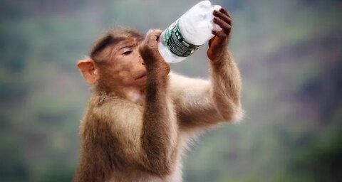 Funniest Monkey - Cute and Funny Monkey Videos