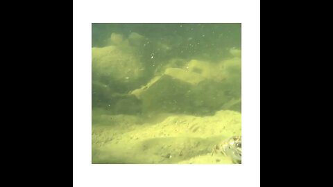 FUNNY SMALL RIVER CRAB