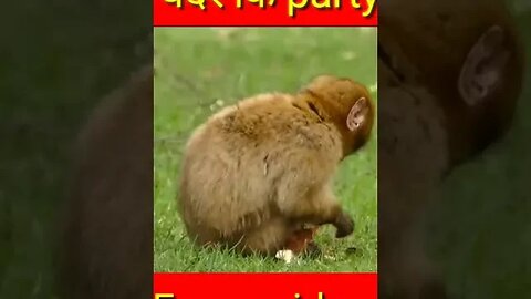 cute animal video #funny #funnyvideo #shorts #youtubeshorts (2)