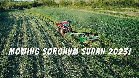 Mowing Sorghum Sudan for hay - 2023!