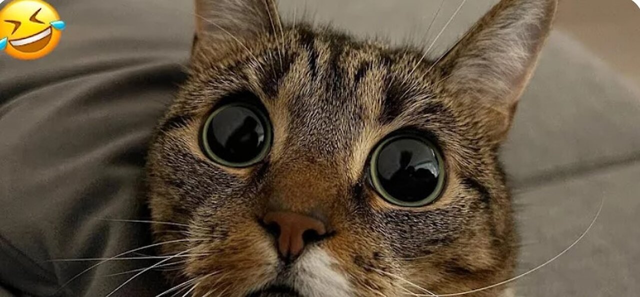 Funny animal videos 2024 - Funny cats/dogs - Funny animals