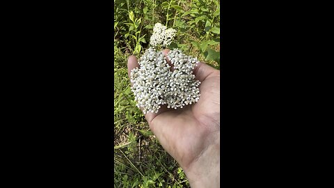 Wild Medicinal - Yarrow