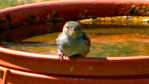 IECV NV #451 - 👀 Baby House Sparrow Still Trying To Make It🐥7-29-2017