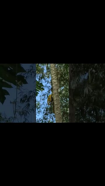 Butterfly are Giant in Philippines #nasio #butterfly #shorts #philippines