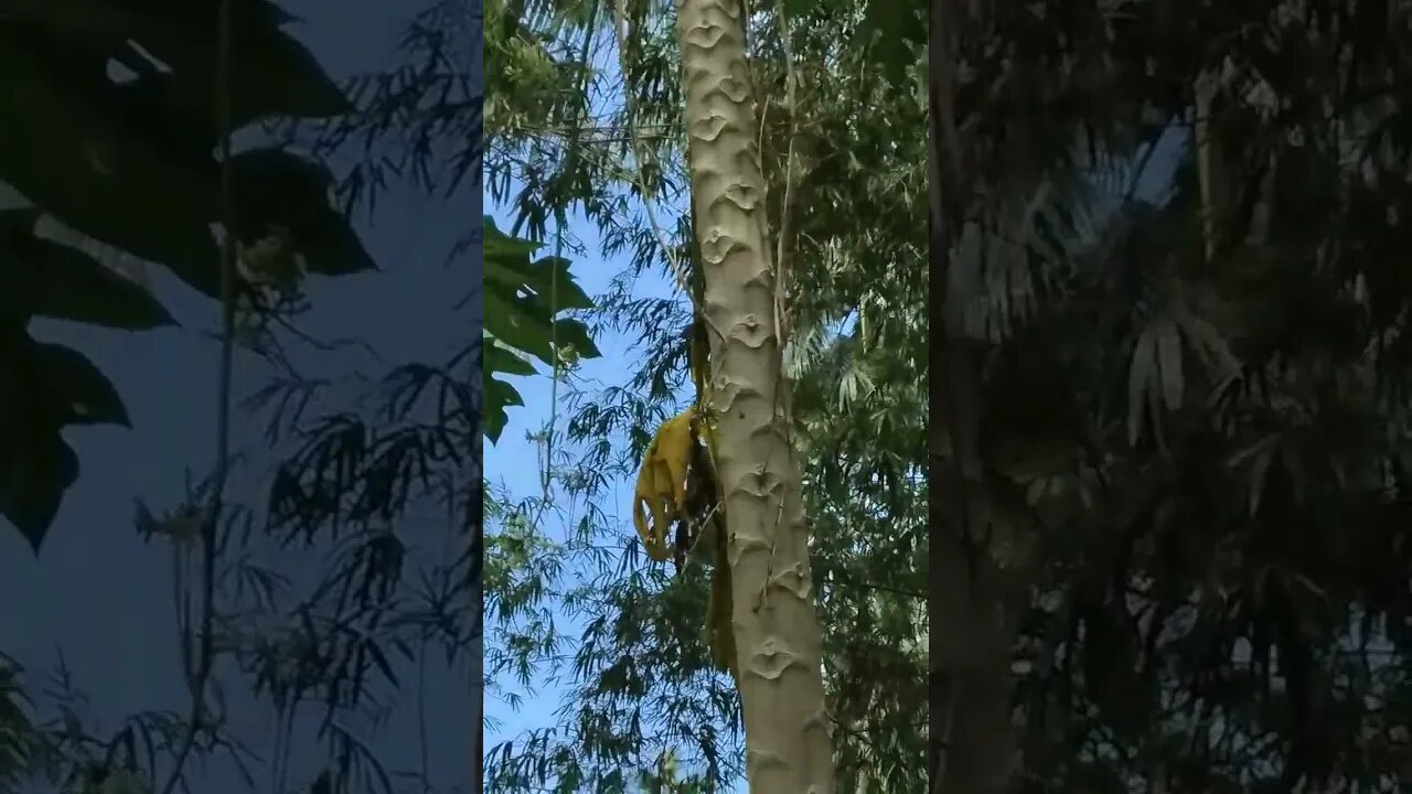 Butterfly are Giant in Philippines #nasio #butterfly #shorts #philippines