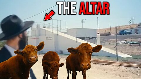 THE RED HEIFERS ARE ABOUT TO BE SACRIFICED! Red Heifer Prophecy 2024