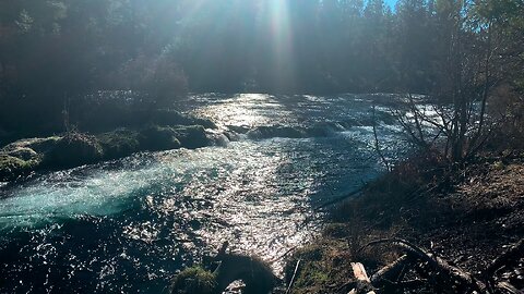 Hiking West Metolius River Trail towards Wizard Falls! | Deschutes NF | Central Oregon | 4K