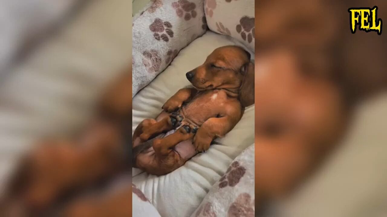 Funny animals videos 😂 Try not to laugh