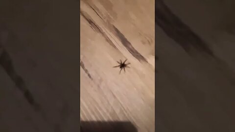 Arachnophobia: Spider Meme