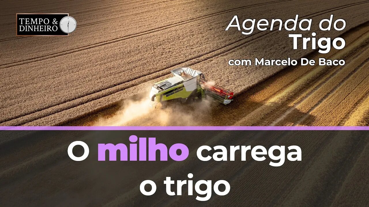 O milho carrega cotam o trigo, também uma possível restrição às exportações de trigo e girassol.