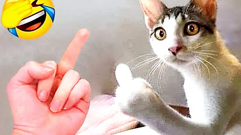 Funny animals will make you laugh to tears 😂