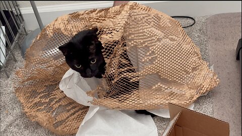 Cute Precious Piper Has Fun with the Shipping Material - Adopting a Cat from a Shelter Vlog