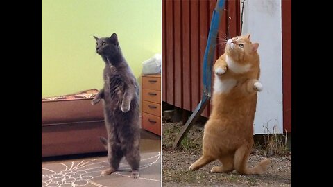Funny cat video | funny videos