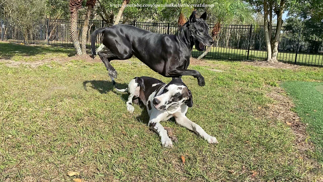 Great Danes play leap frog while arguing over stick