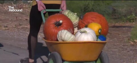 Pumpkin picking during the pandemic