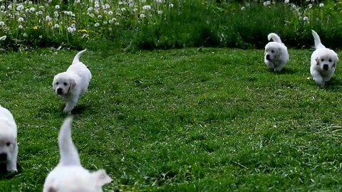 Golden retriever puppies running, Funny cute pets lovers, #Shorts
